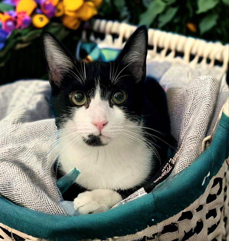 Enlarge Kennedy, a Adopted Tuxedo in Knoxville, TN image 1/3