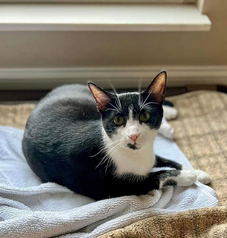 Enlarge Kennedy, a Adopted Tuxedo in Knoxville, TN image 2/3