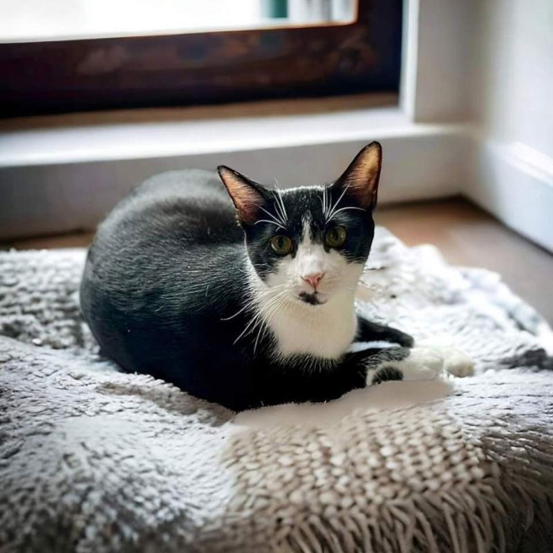 Enlarge Kennedy, a Adopted Tuxedo in Knoxville, TN image 3/3