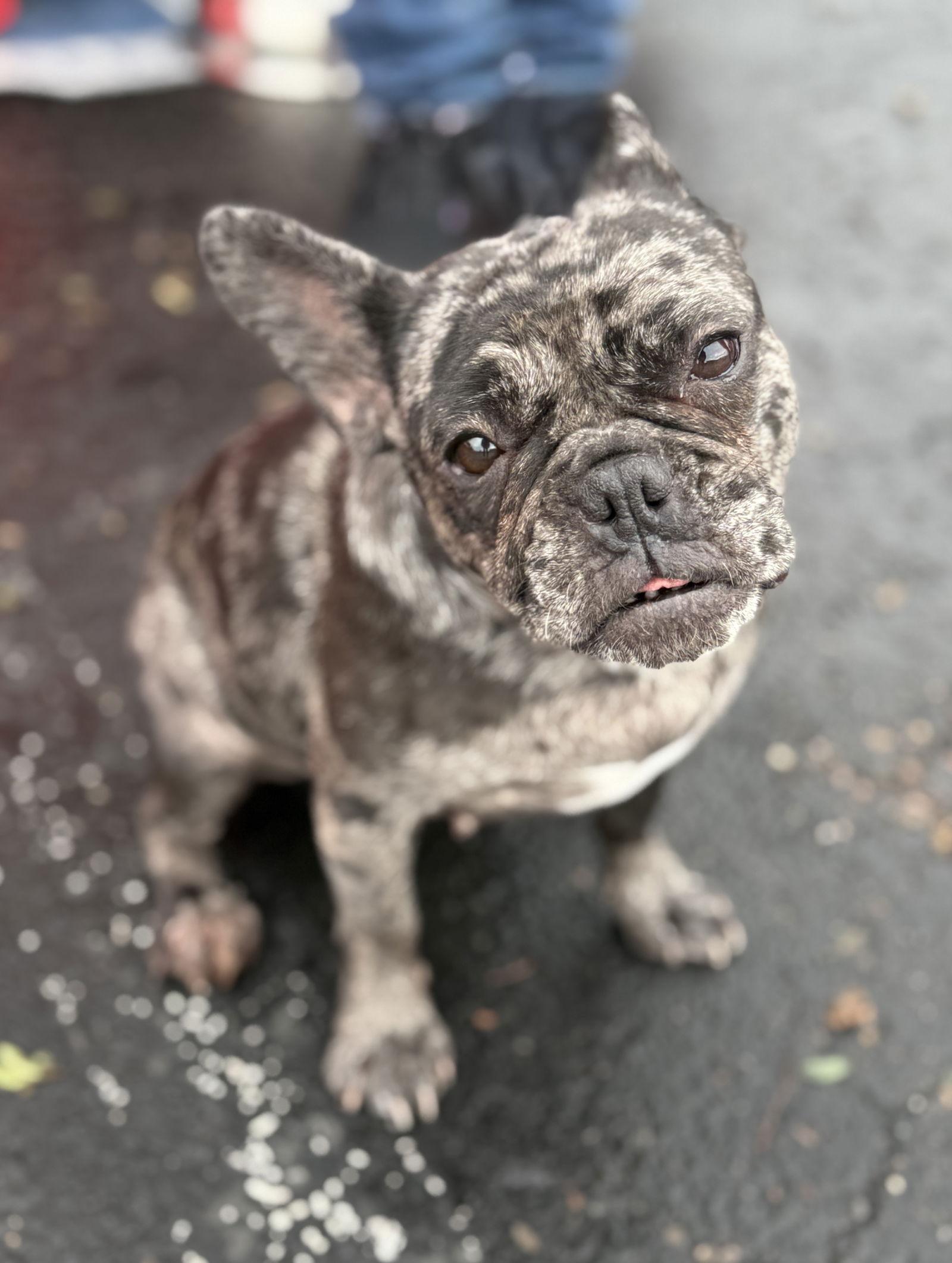 Enlarge Angel, a Adopted French Bulldog in Scottsdale, AZ image 2/3