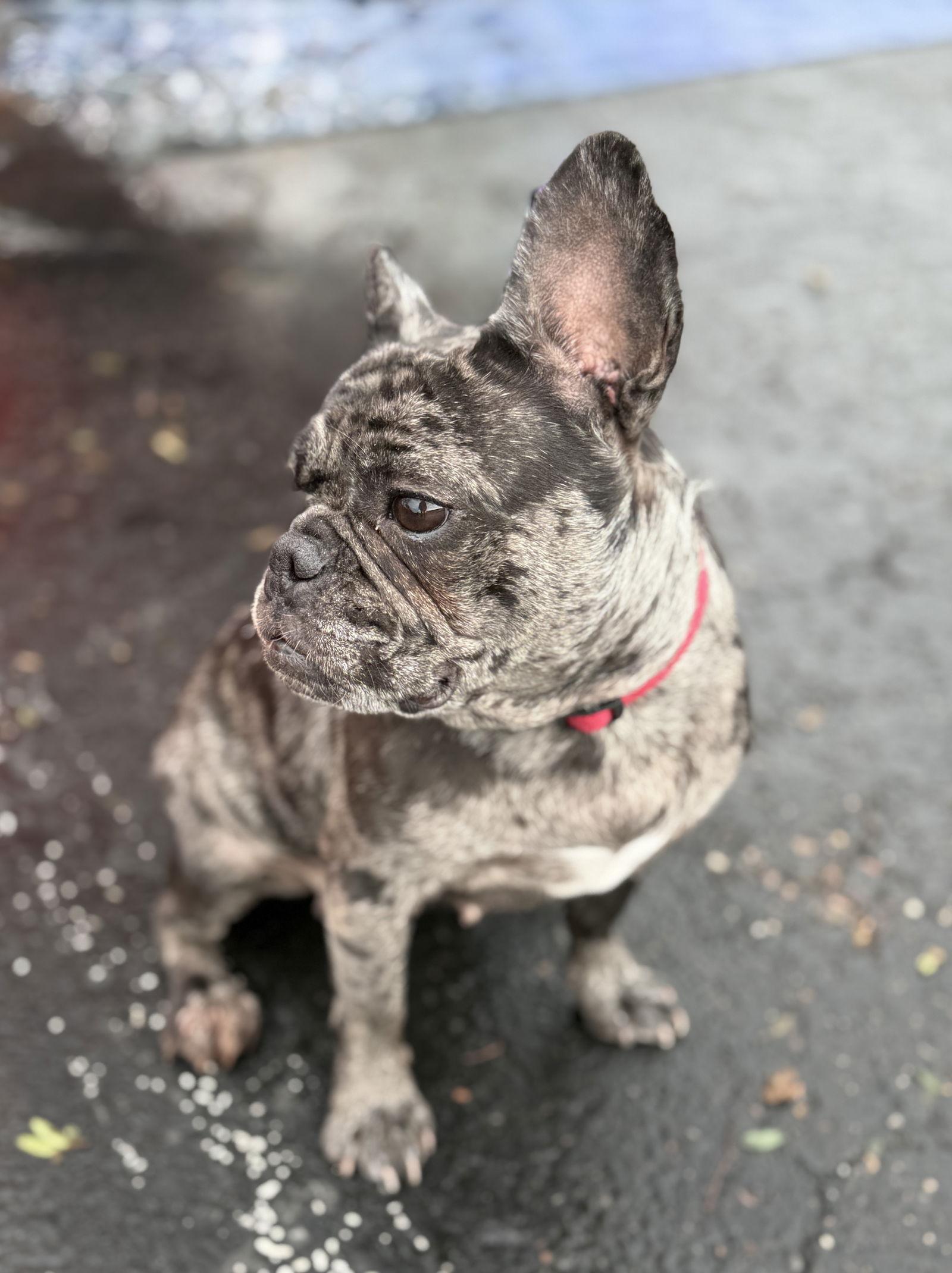 Enlarge Angel, a Adopted French Bulldog in Scottsdale, AZ image 3/3