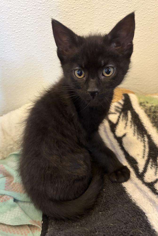 Leonardo, Adoptable, Kitten Male Domestic Short Hair.