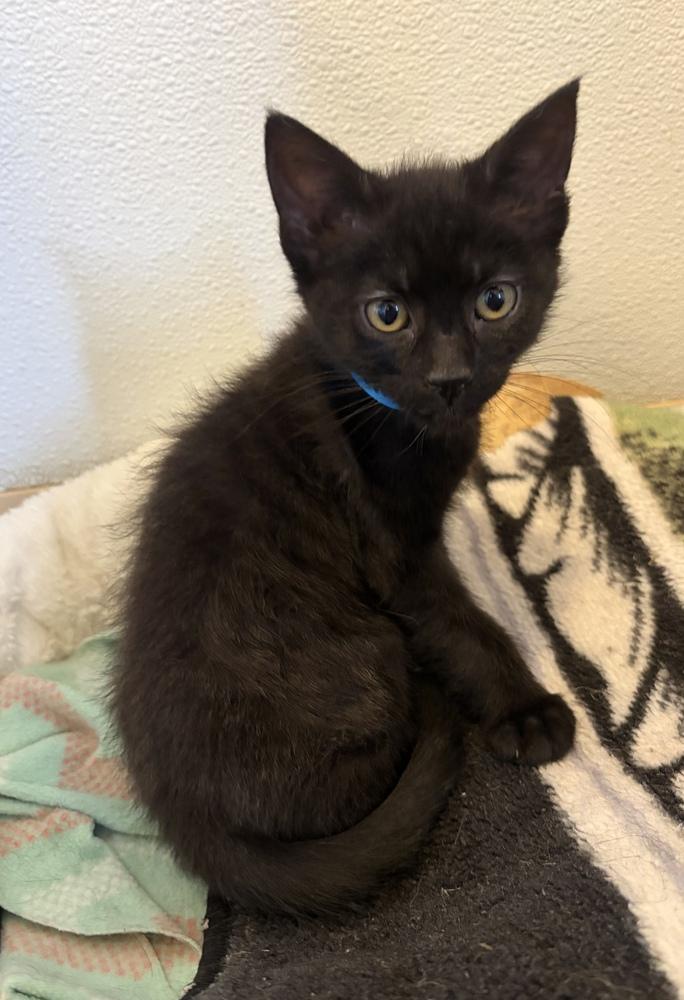 Enlarge Leonardo, a Adoptable mixed breed in Challis, ID image 2/2