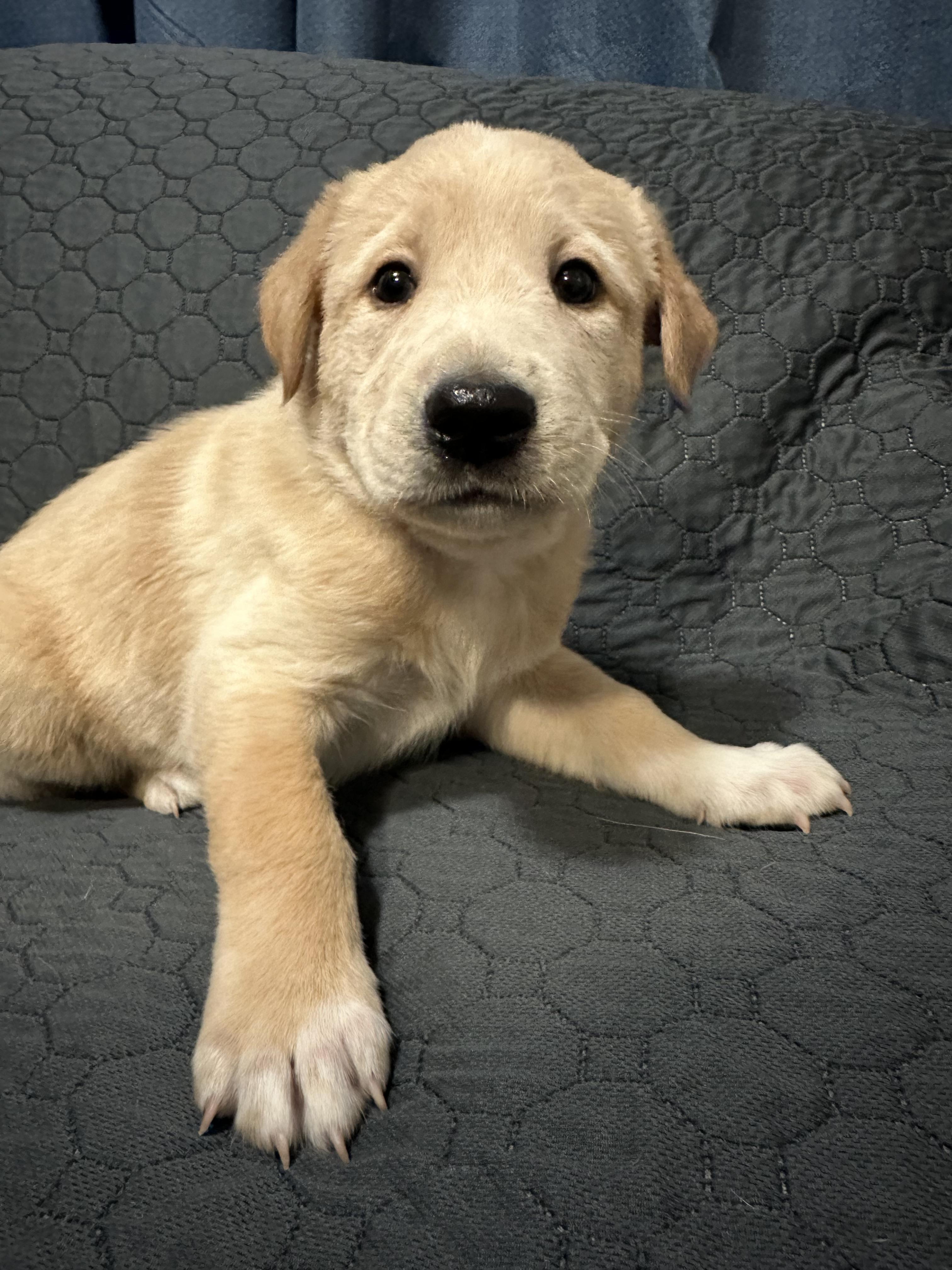 Andes, a ADOPTABLE Mixed Breed in Rochester , NY image 2/4