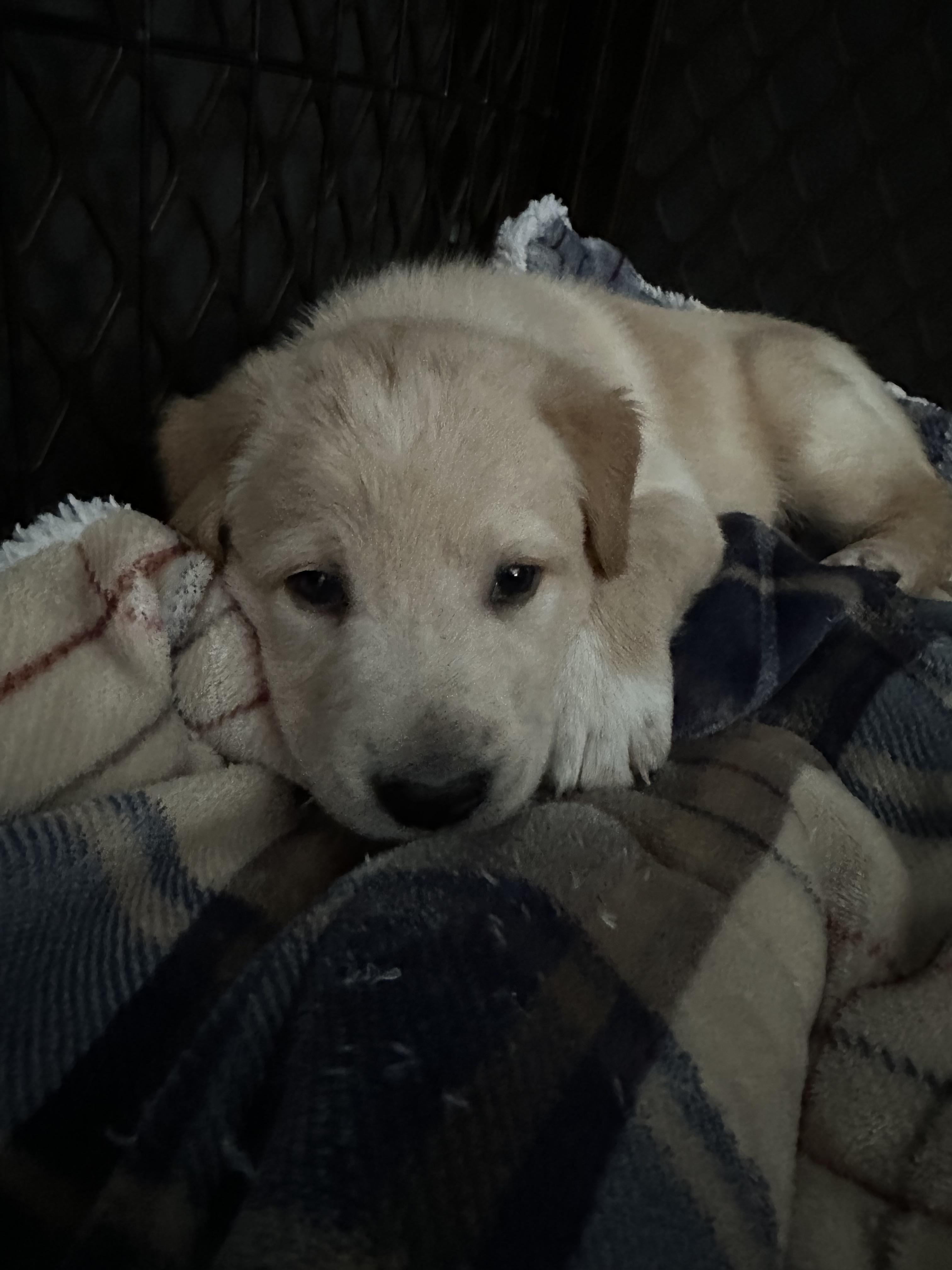 Andes, a ADOPTABLE Mixed Breed in Rochester , NY image 3/4