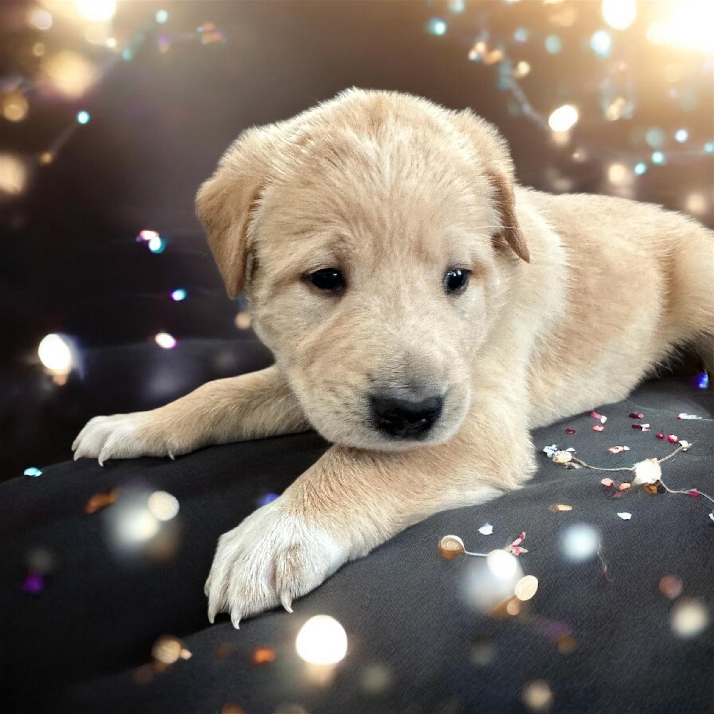 Andes, a ADOPTABLE Mixed Breed in Rochester , NY image 4/4