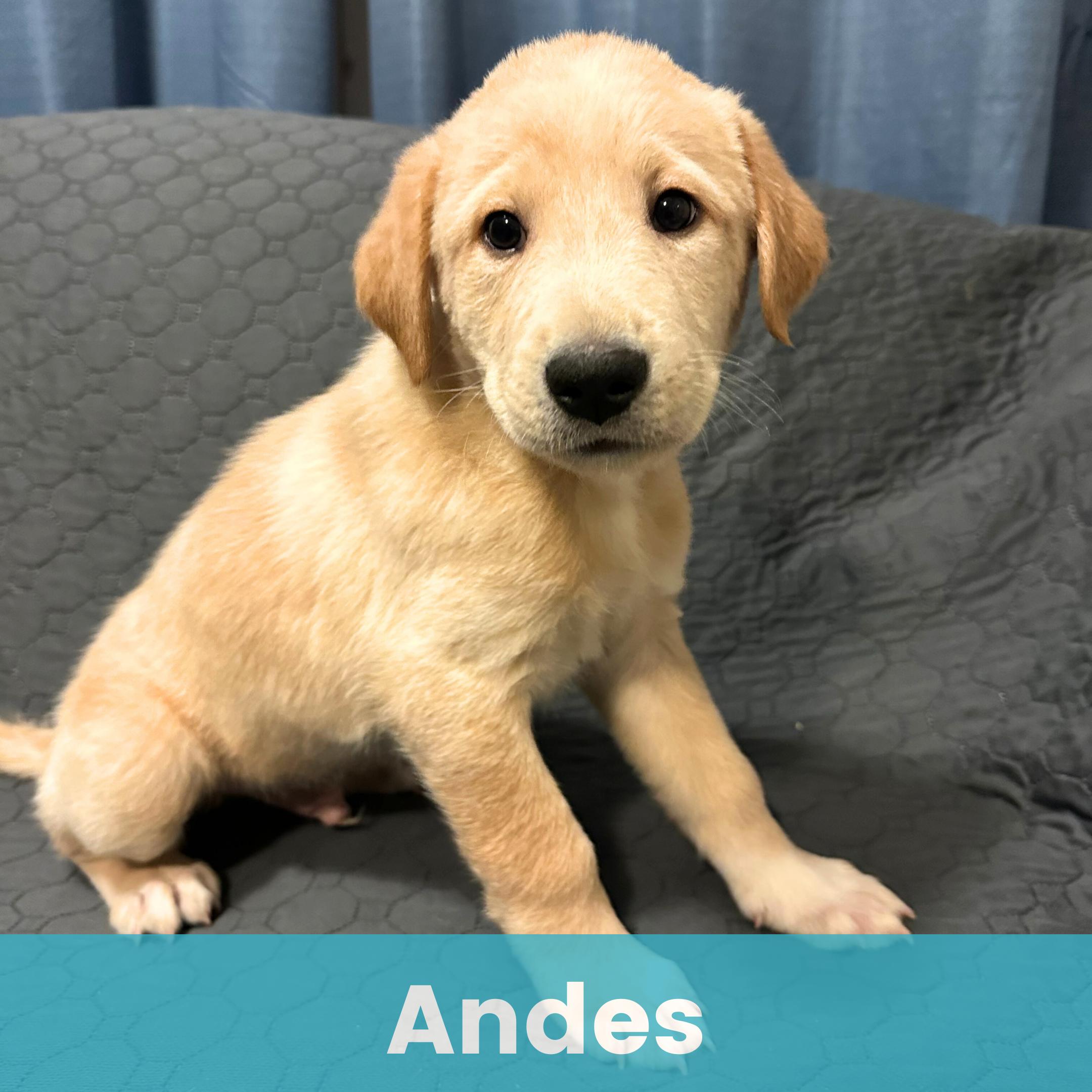 Andes, ADOPTABLE, Puppy Male Mixed Breed.