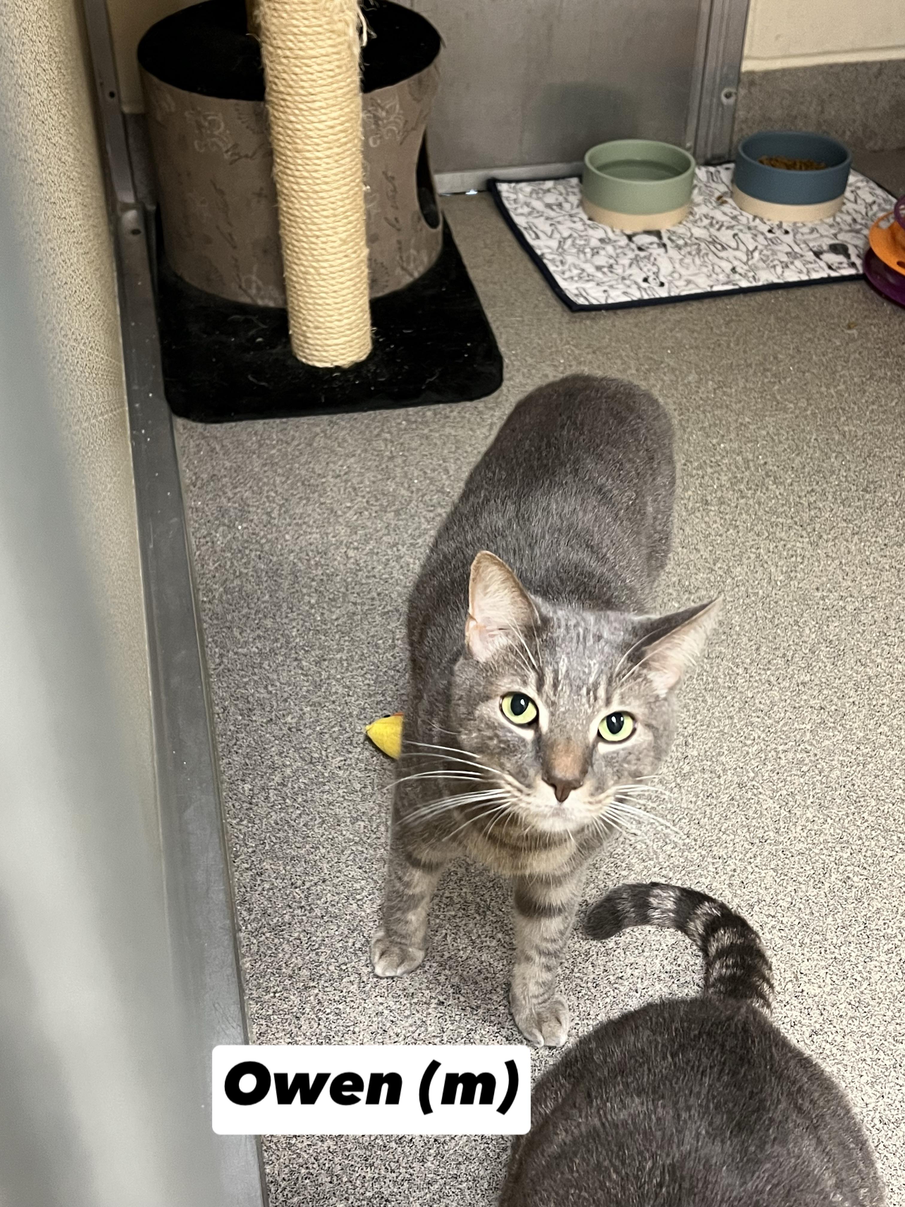 Oden and Owen (bonded pair)