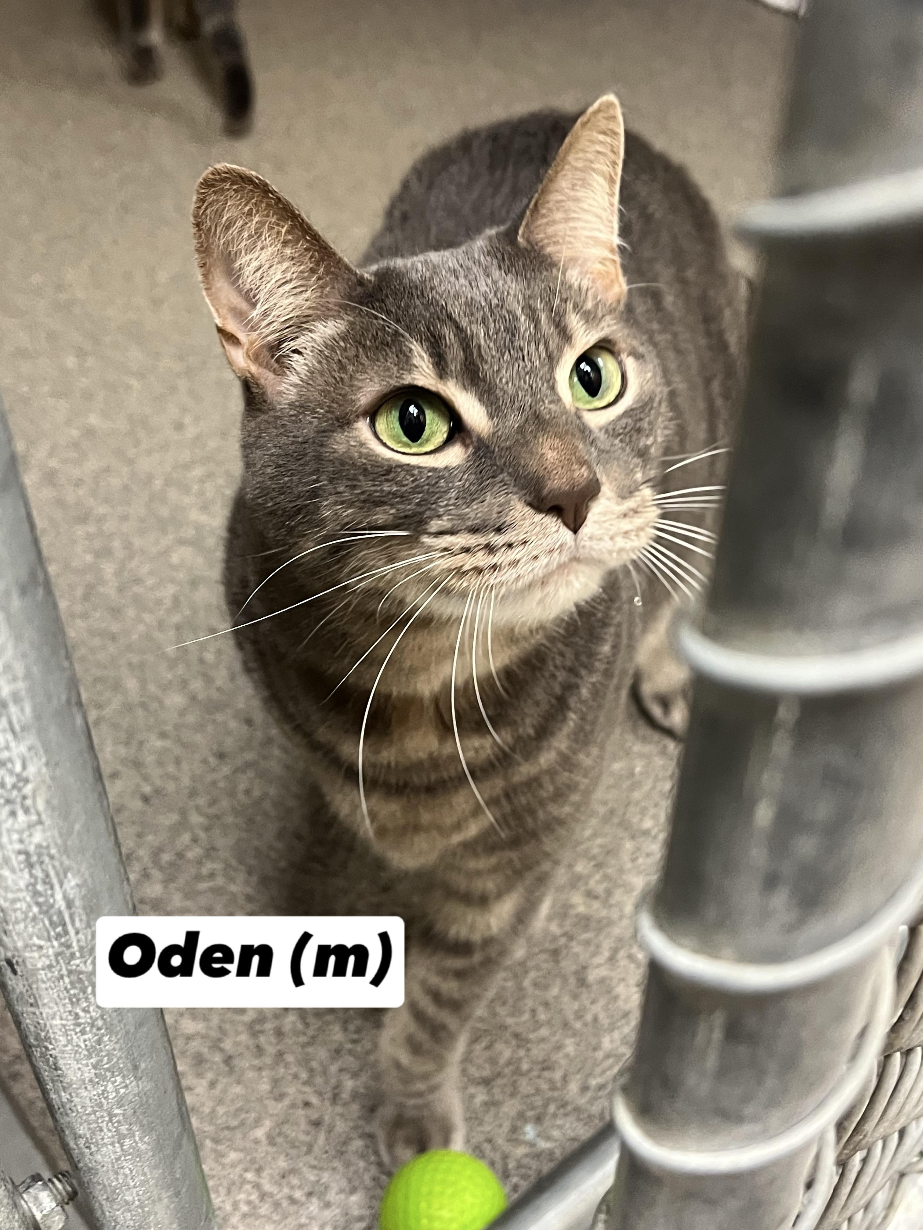 Oden and Owen (bonded pair)