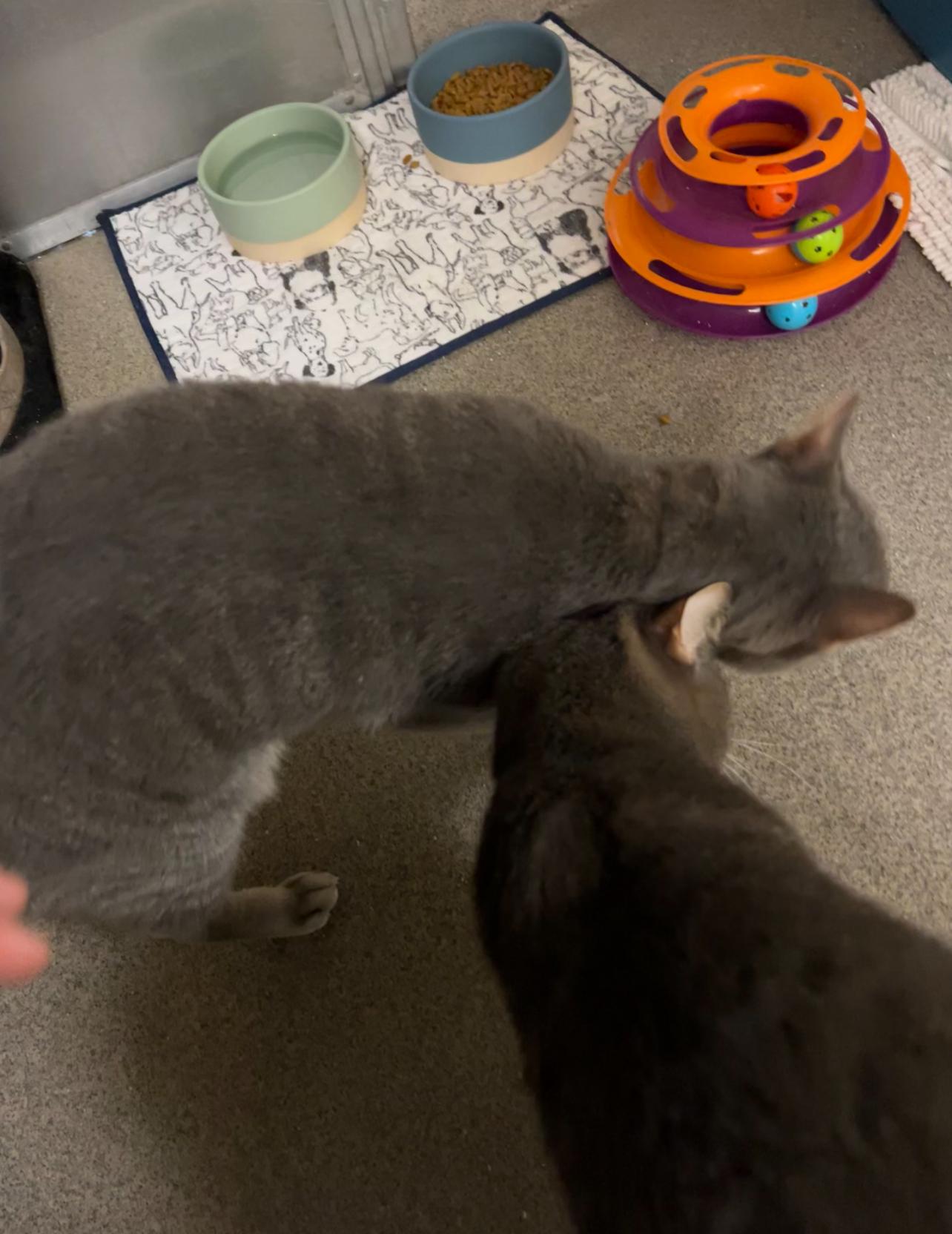 Oden and Owen (bonded pair)