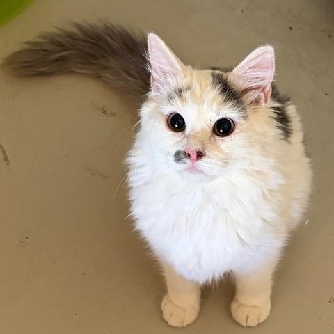 Frank , adoptable, Young Male Domestic Medium Hair.