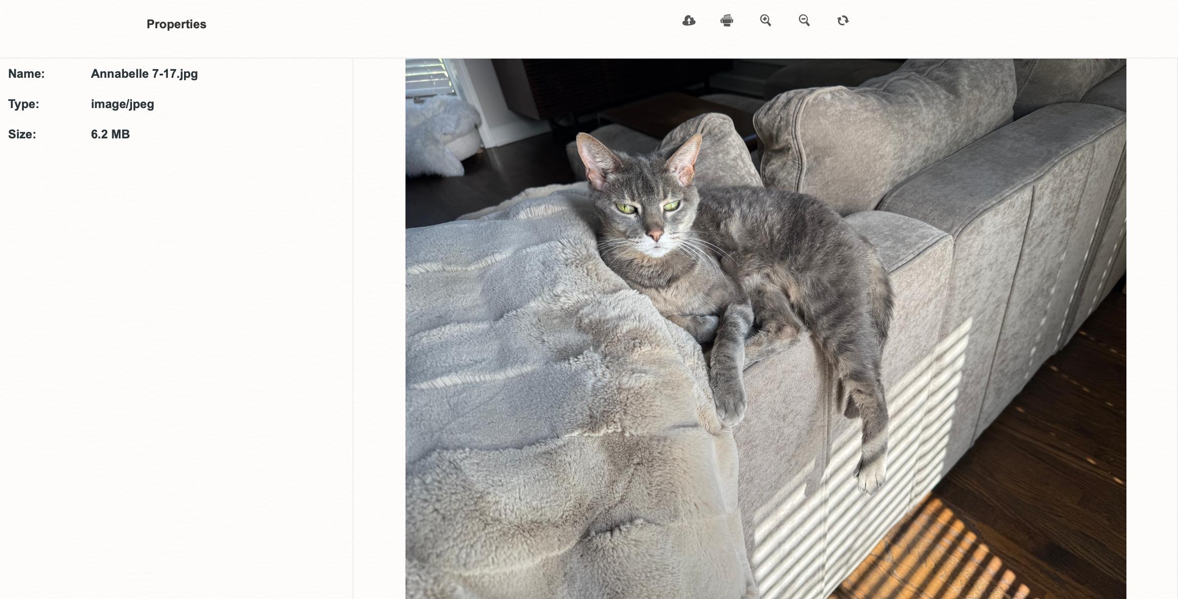 Enlarge Annabelle and Gilberto, a Adoptable Domestic Short Hair in Chicago, IL image 1/3