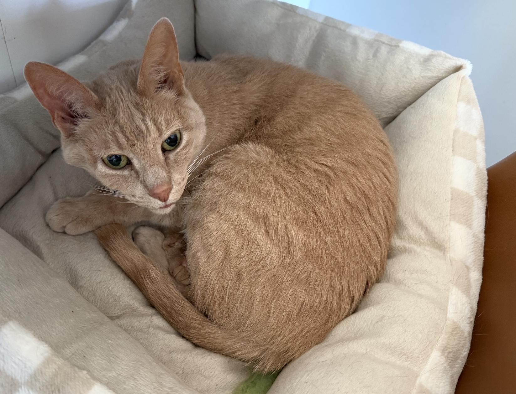 Enlarge Annabelle and Gilberto, a Adoptable Domestic Short Hair in Chicago, IL image 3/3