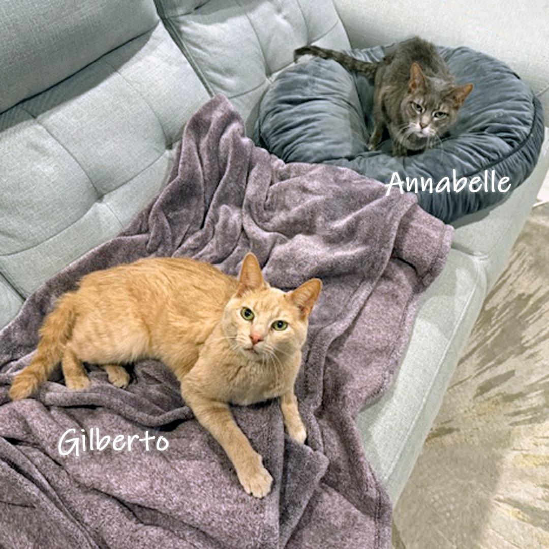 Enlarge Annabelle and Gilberto, a Adoptable Domestic Short Hair in Chicago, IL image 2/3
