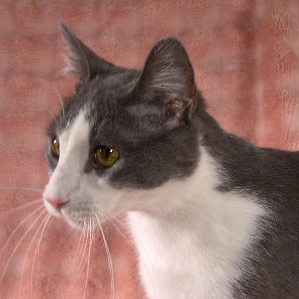 Rhett, Adoptable, Young Male Domestic Short Hair.