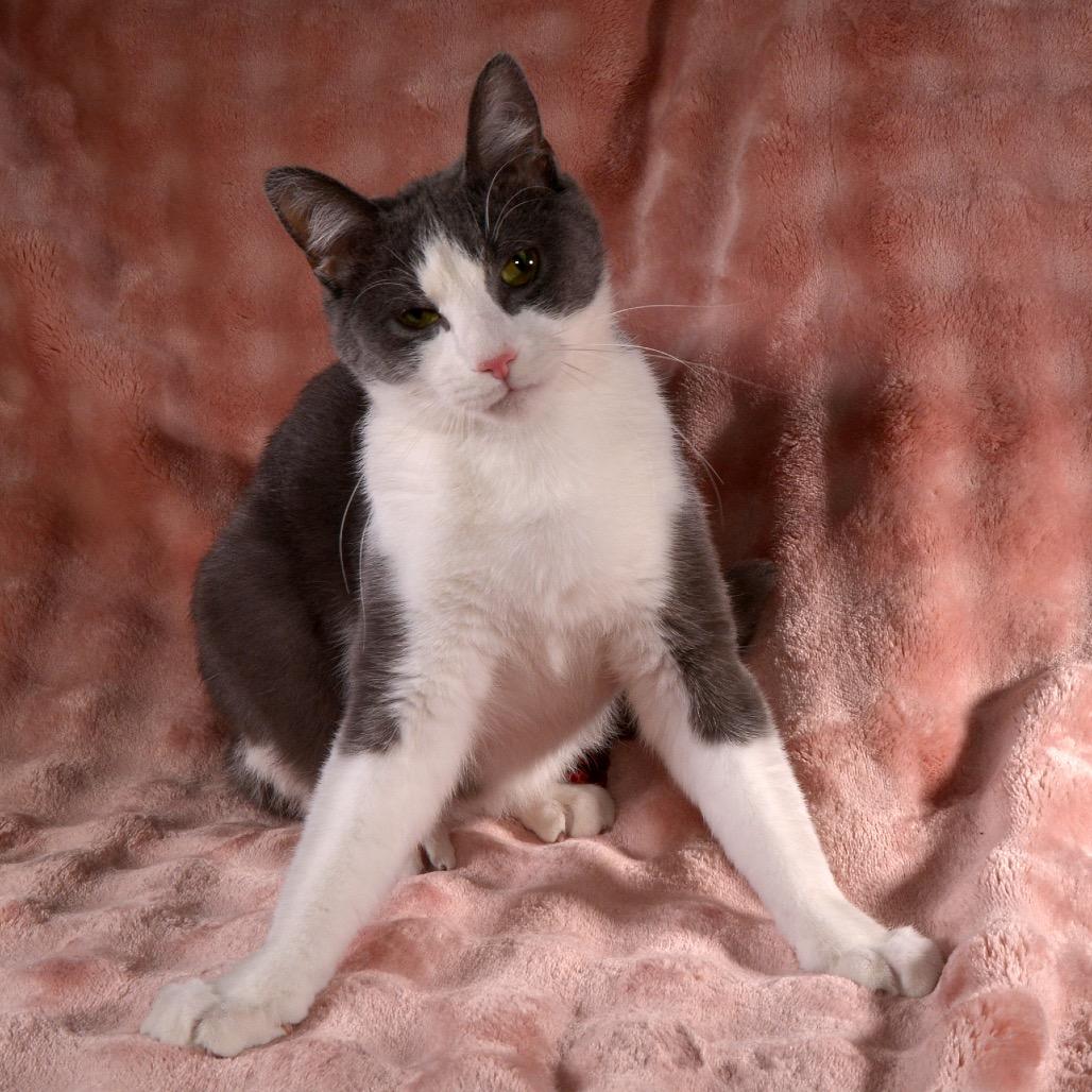Rhett, a Adoptable Domestic Short Hair in Traverse City, MI image 2/6