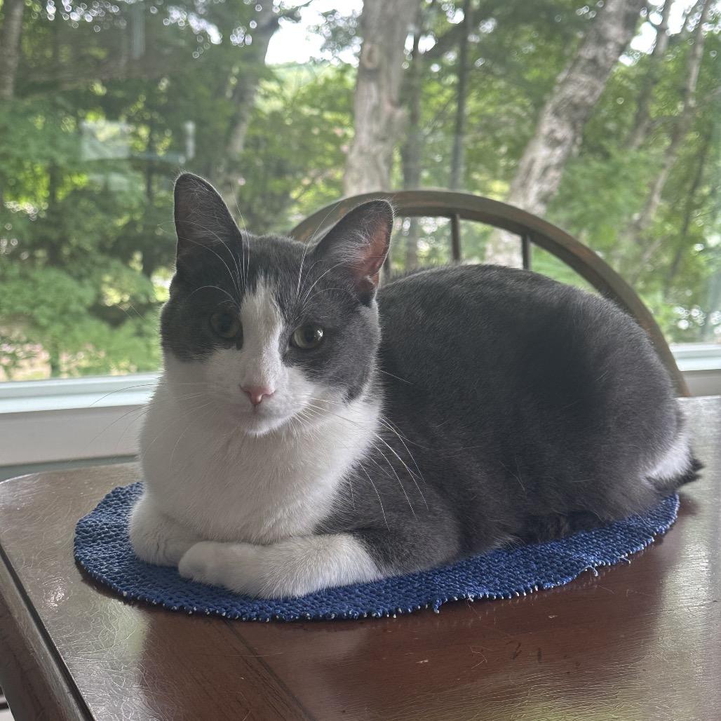 Rhett, a Adoptable Domestic Short Hair in Traverse City, MI image 2/6