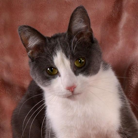 Rhett, a Adoptable Domestic Short Hair in Traverse City, MI image 3/6