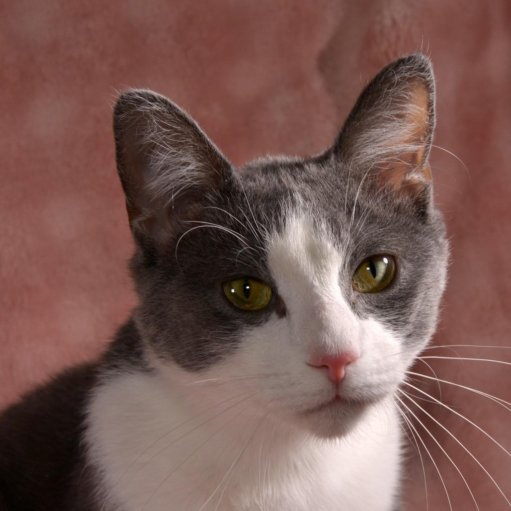 Rhett, a Adoptable Domestic Short Hair in Traverse City, MI image 4/6