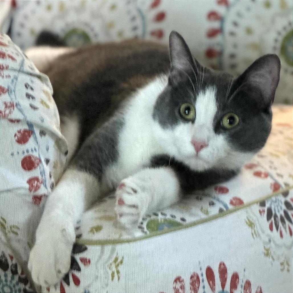 Rhett, a Adoptable Domestic Short Hair in Traverse City, MI image 3/6