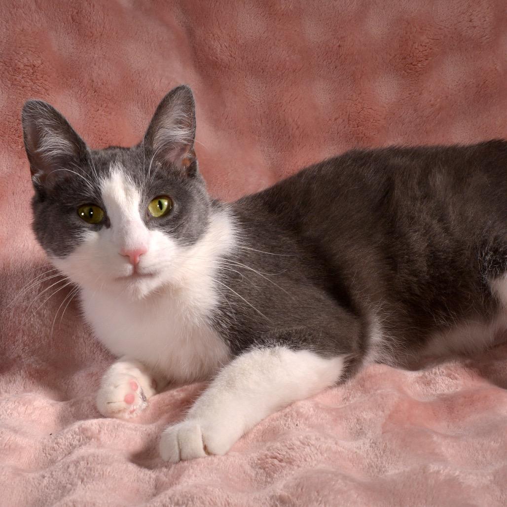 Rhett, a Adoptable Domestic Short Hair in Traverse City, MI image 5/6