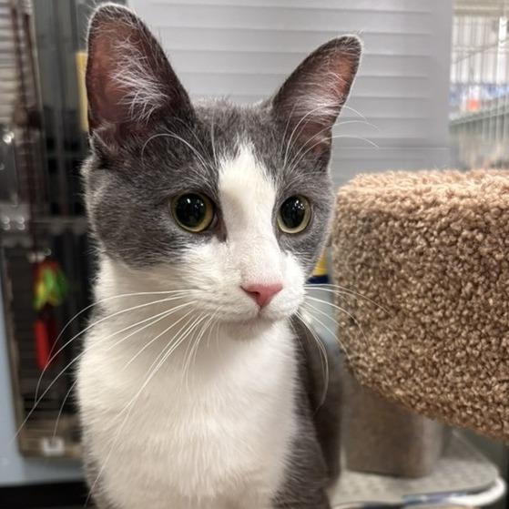 Rhett, a Adoptable Domestic Short Hair in Traverse City, MI image 6/6
