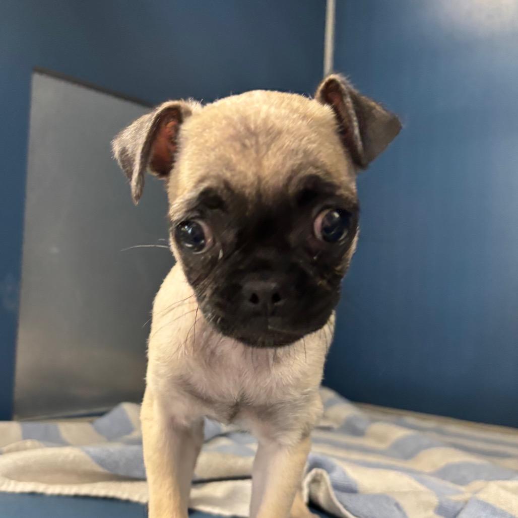 pugzilla photo