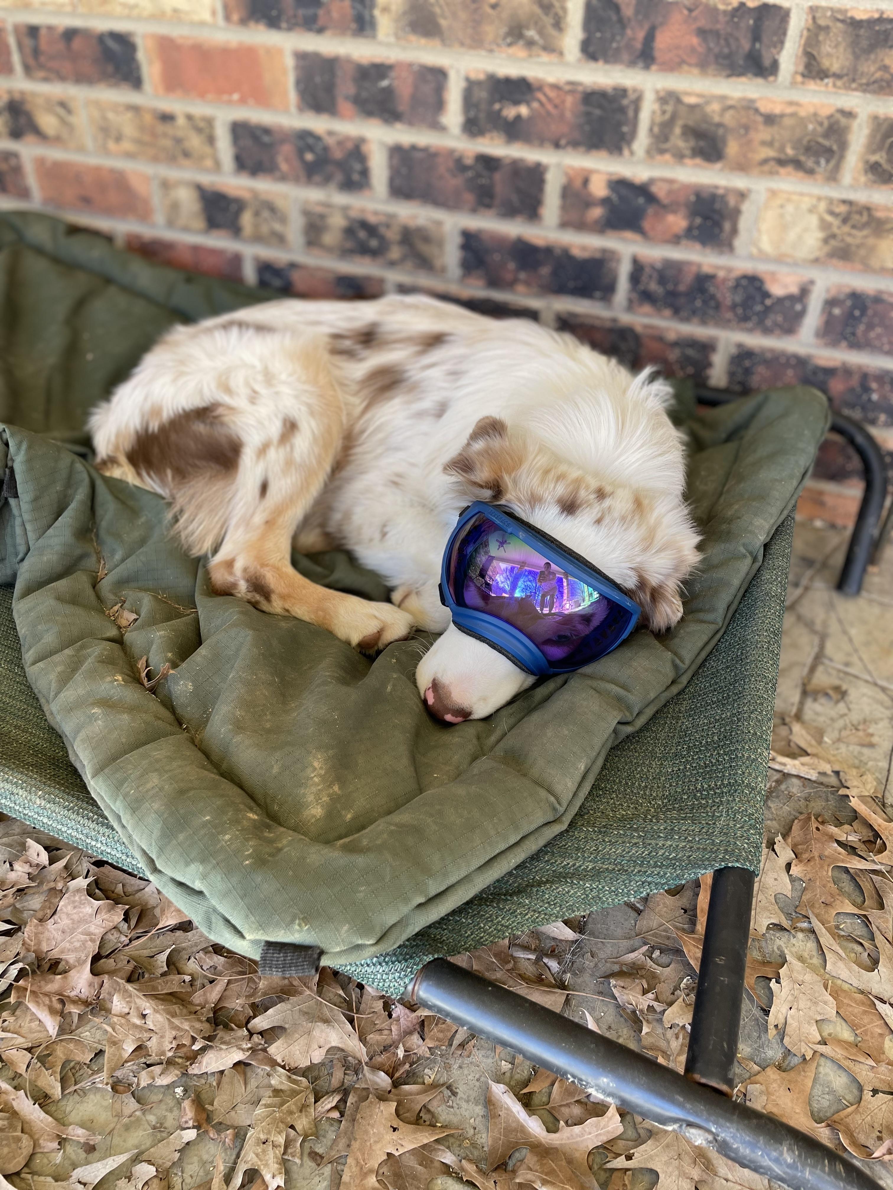 Enlarge Cayden, a Adopted Australian Shepherd in Folkston, GA image 4/5