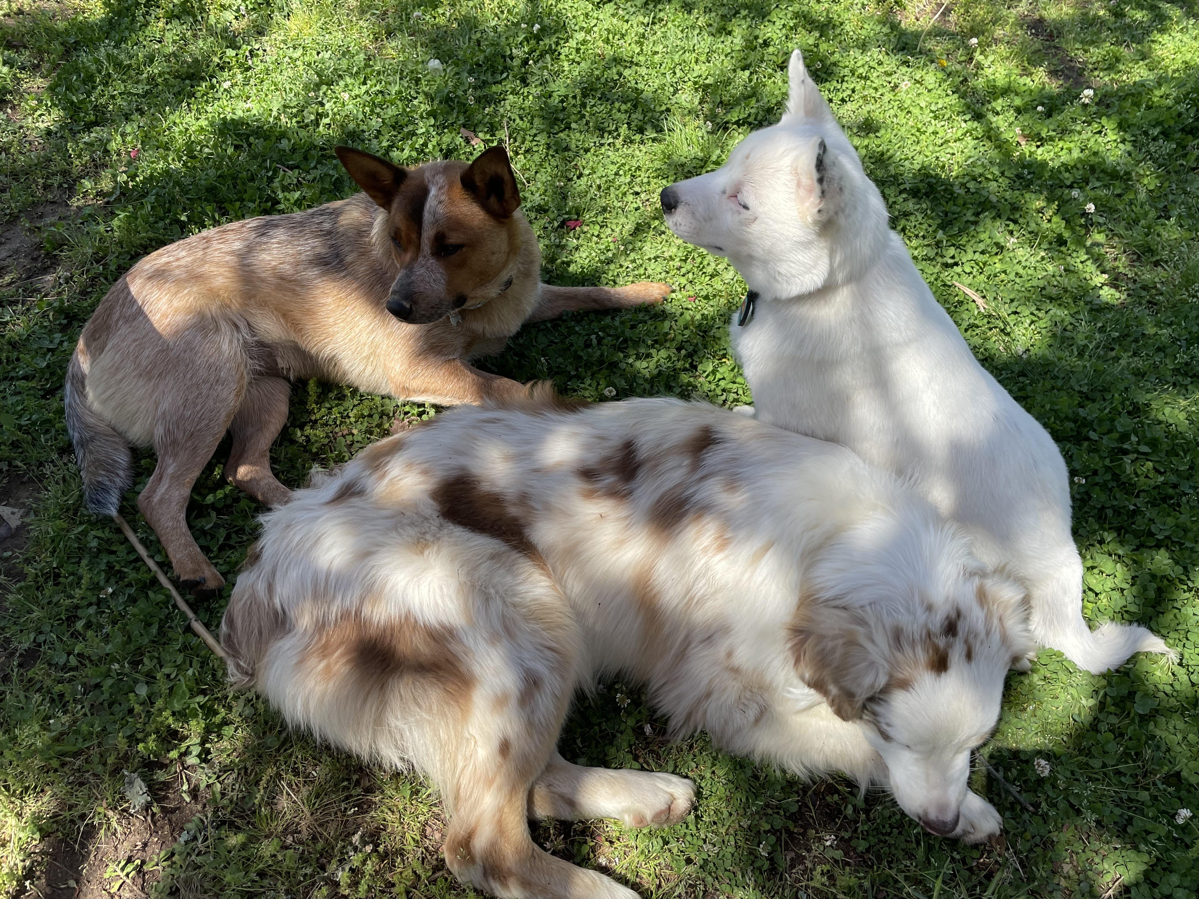 Enlarge Cayden, a Adopted Australian Shepherd in Folkston, GA image 3/5