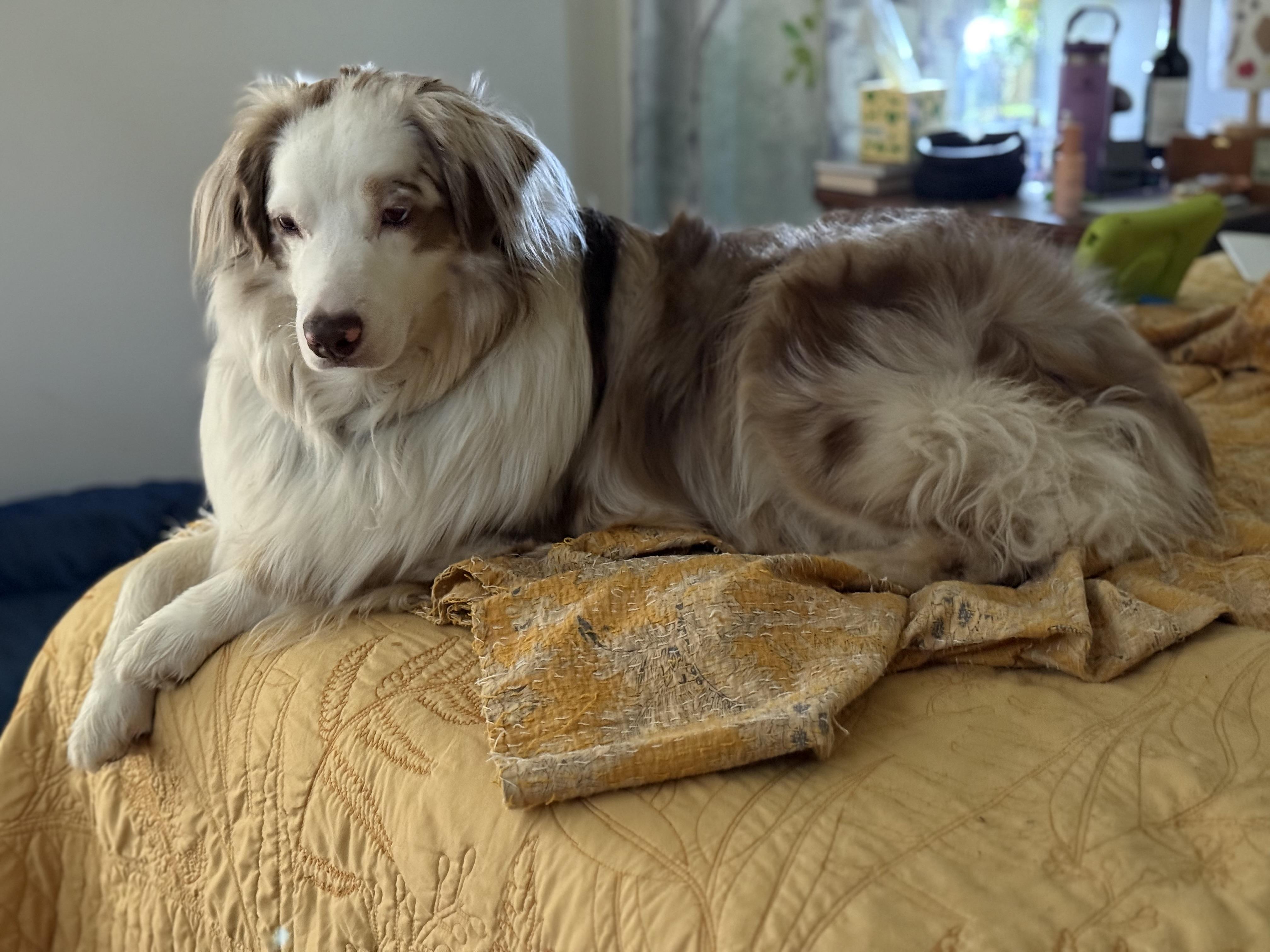 Enlarge Cayden, a Adopted Australian Shepherd in Folkston, GA image 1/5