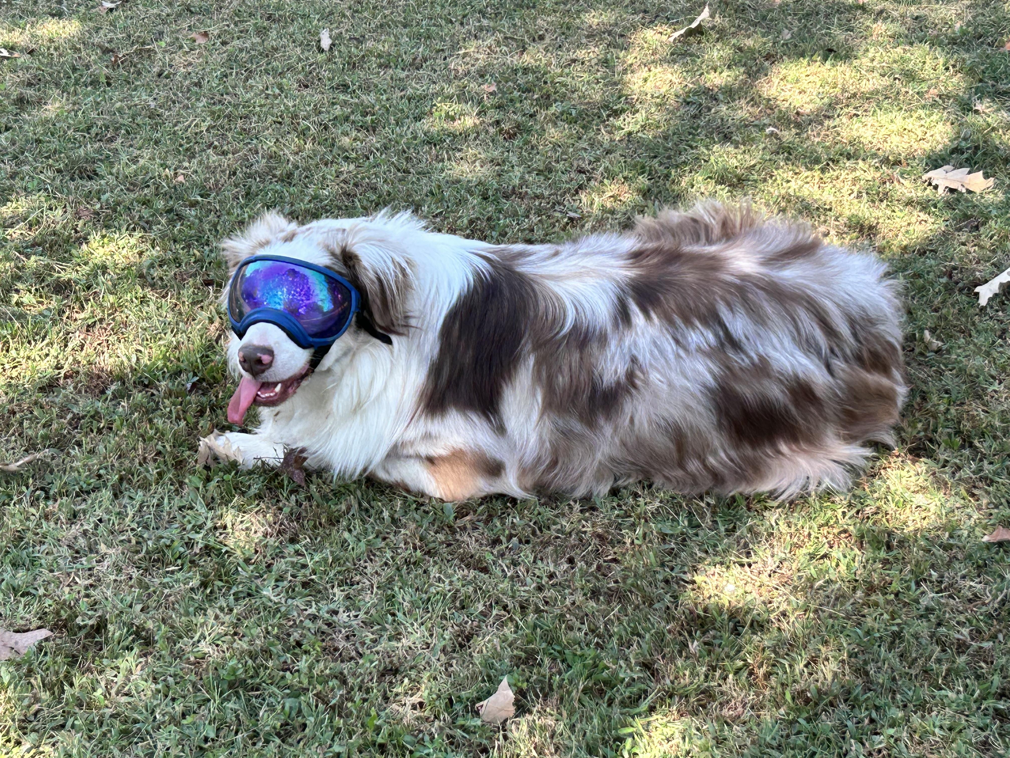 Enlarge Cayden, a Adopted Australian Shepherd in Folkston, GA image 2/5