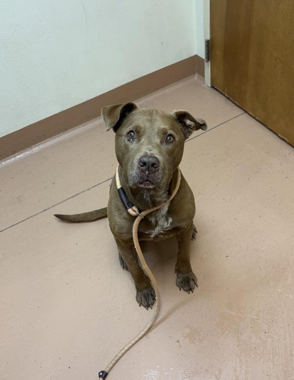 Wallace, Adoptable, Senior Male Labrador Retriever.