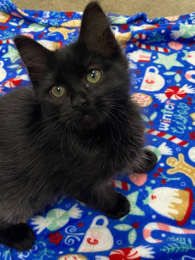 Enlarge 25-41 Onyx, a Adoptable Domestic Long Hair in St. Helens, OR image 1/1