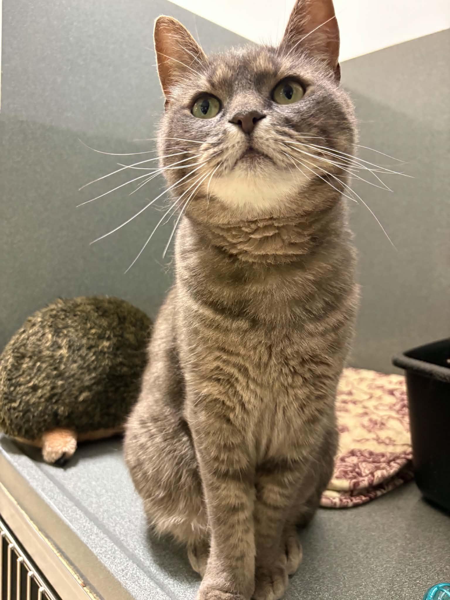 Enlarge Subaru, a ADOPTABLE Domestic Short Hair in Paris, ME image 2/3