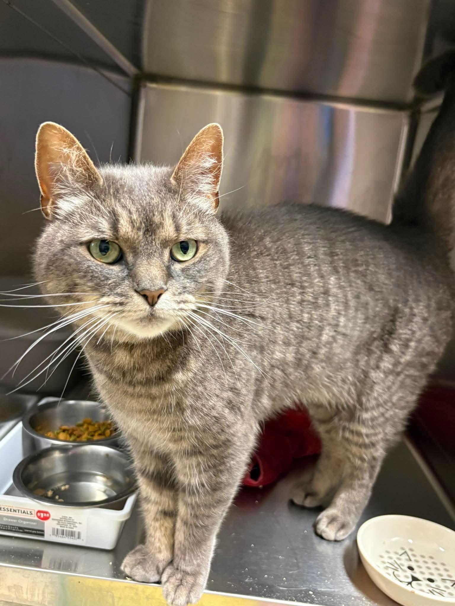 Subaru, ADOPTABLE, Adult Male Domestic Short Hair.