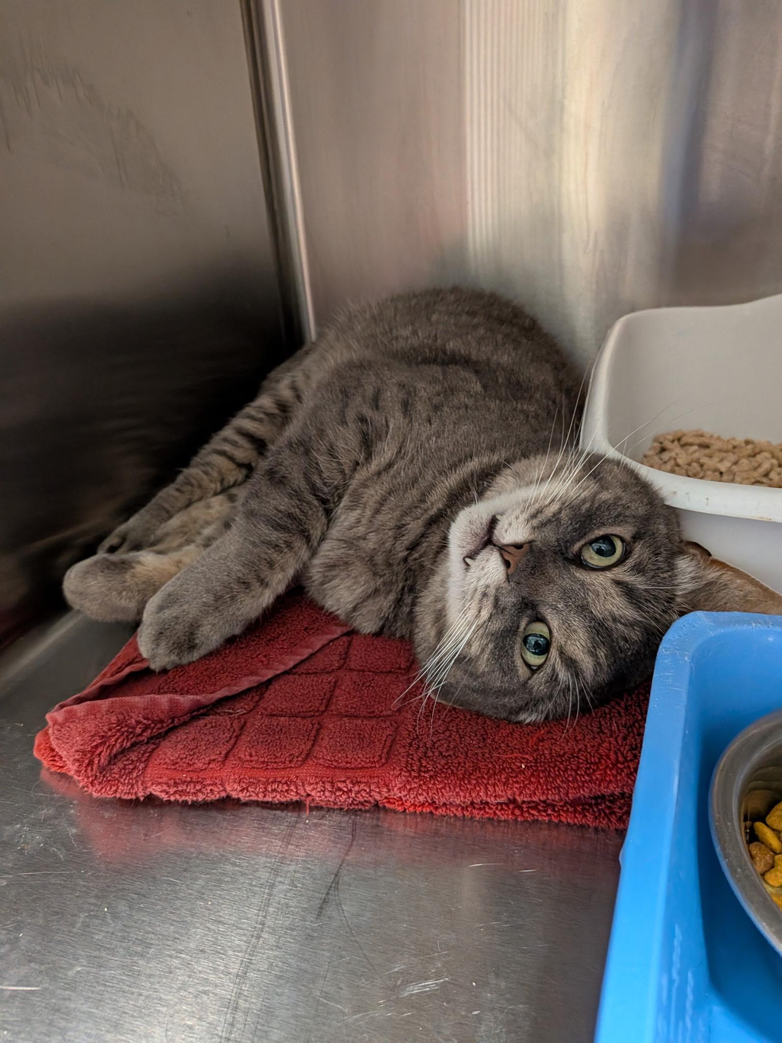 Enlarge Subaru, a ADOPTABLE Domestic Short Hair in Paris, ME image 3/3
