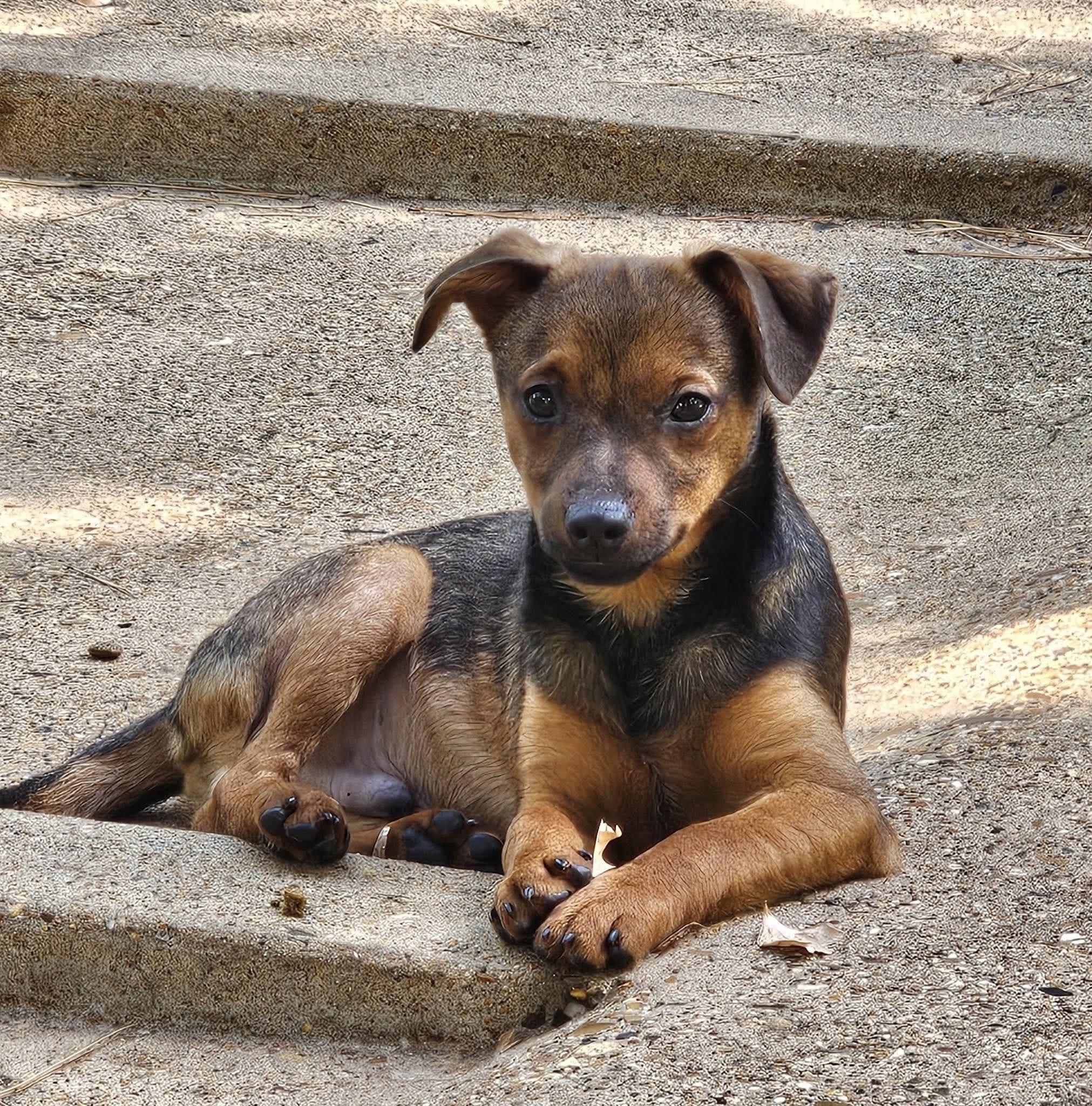 Bug, Adoptable, Puppy Male Chihuahua.