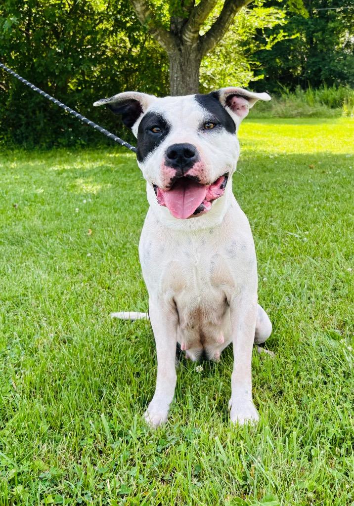 Lola, Adoptable, Young Female Mixed Breed.