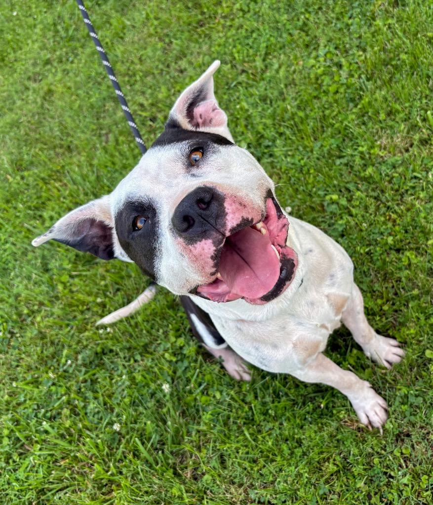 Enlarge Lola, a Adoptable mixed breed in Murray, KY image 2/3