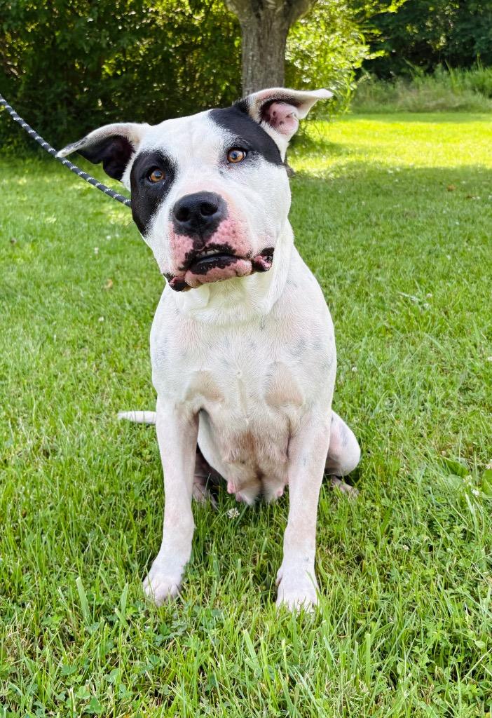 Enlarge Lola, a Adoptable mixed breed in Murray, KY image 3/3