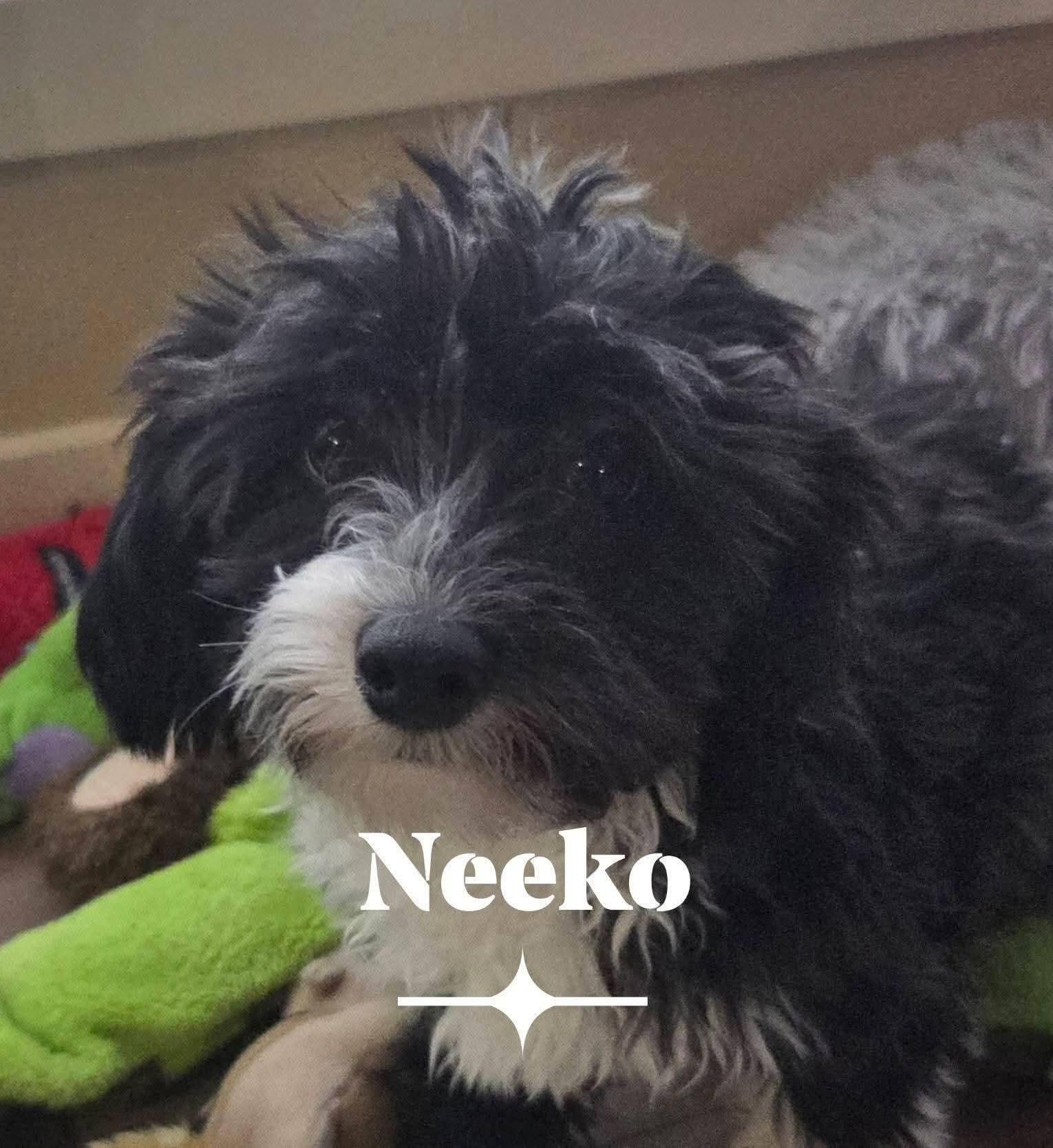 Neeko , a ADOPTABLE mixed breed in Leduc, AB image 2/2