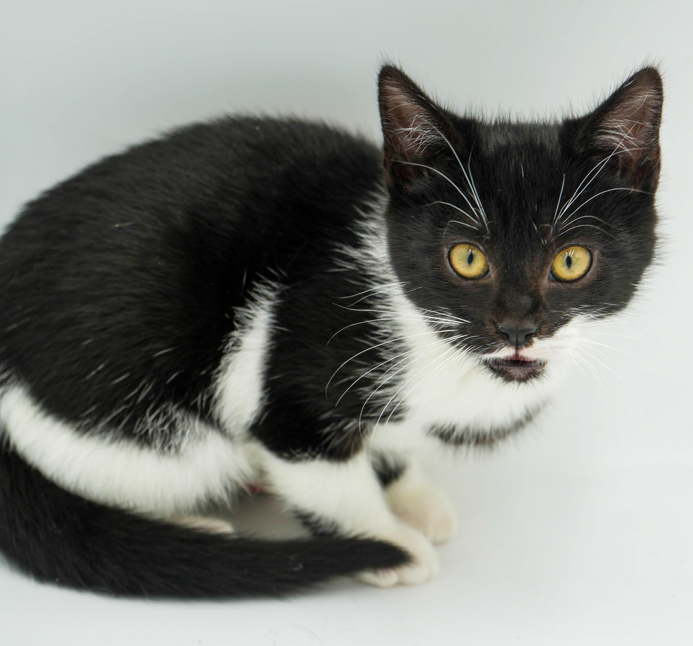 Enlarge Kit is kitty spectacular - GOOFY TUXIE ANGEL! Can go solo too!, an adoptable mixed breed in Bedford Hills, NY image 2/6