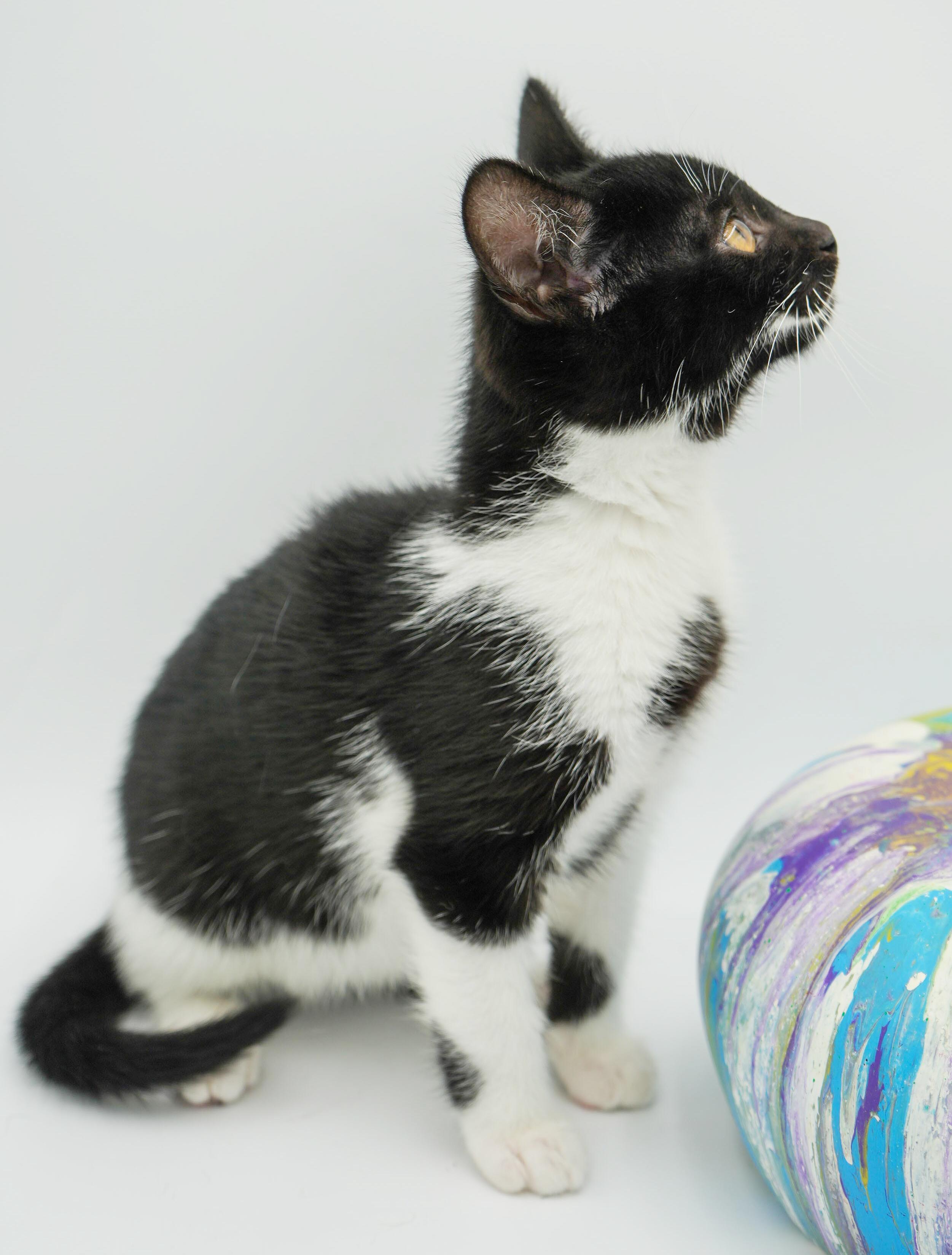 Enlarge Kit is kitty spectacular - GOOFY TUXIE ANGEL! Can go solo too!, an adoptable mixed breed in Bedford Hills, NY image 6/6