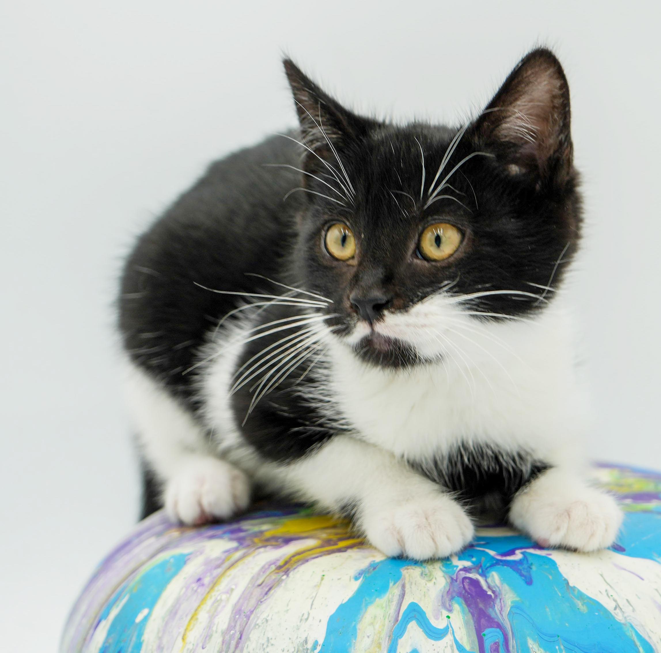 Enlarge Kit is kitty spectacular - GOOFY TUXIE ANGEL! Can go solo too!, an adoptable mixed breed in Bedford Hills, NY image 3/6