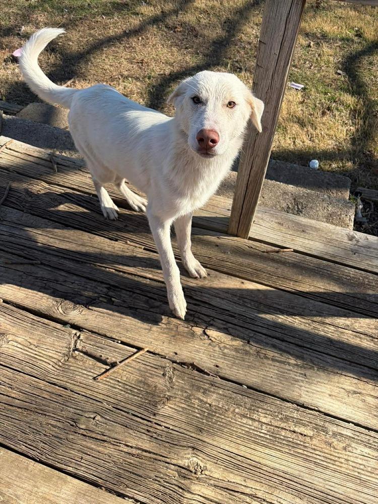 Enlarge Tank, a Adoptable mixed breed in Sanger, TX image 1/3