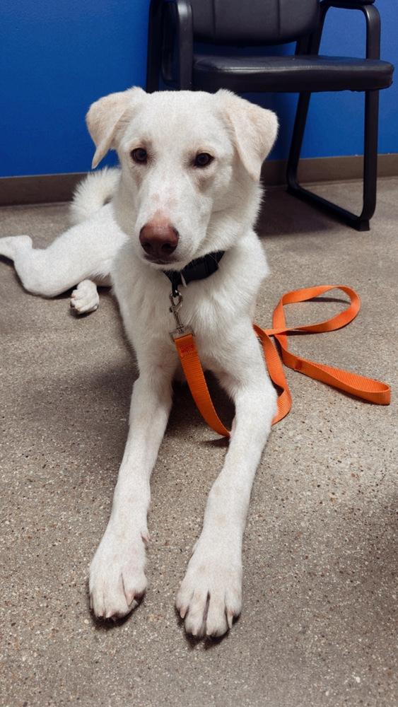 Enlarge Tank, a Adoptable mixed breed in Sanger, TX image 2/6