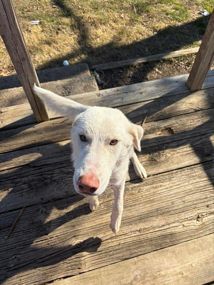 Enlarge Tank, a Adoptable mixed breed in Sanger, TX image 2/3
