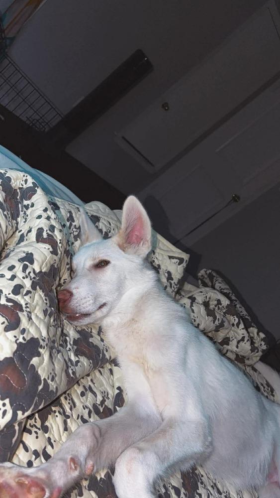 Enlarge Tank, a Adoptable mixed breed in Sanger, TX image 3/3