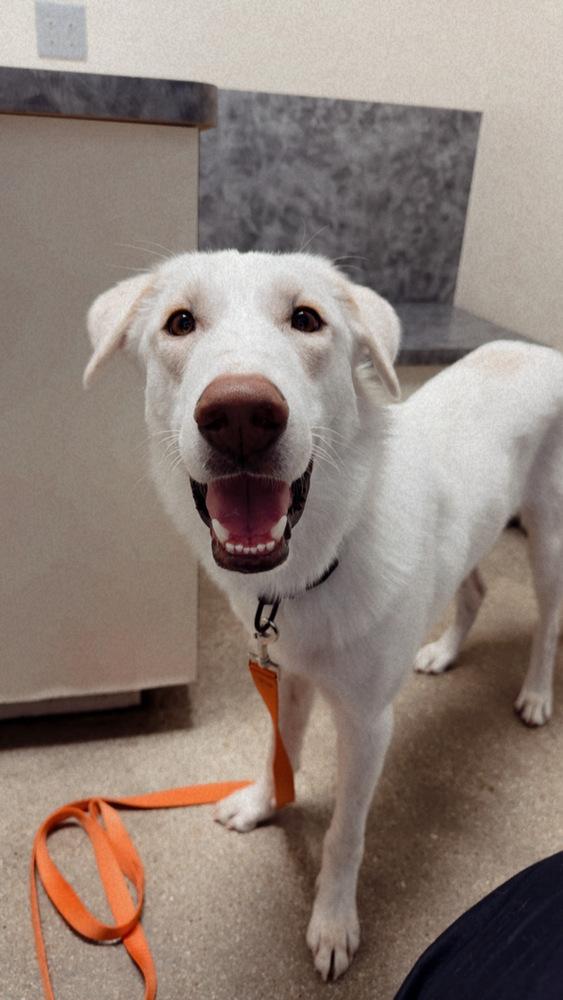 Enlarge Tank, a Adoptable mixed breed in Sanger, TX image 5/6