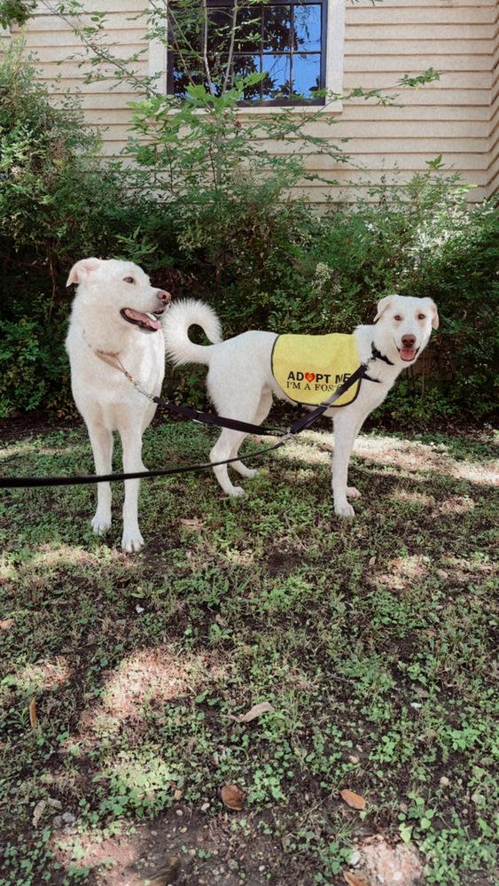 Enlarge Tank, a Adoptable mixed breed in Sanger, TX image 6/6